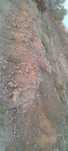 1 reys qiy bor sotiladi
