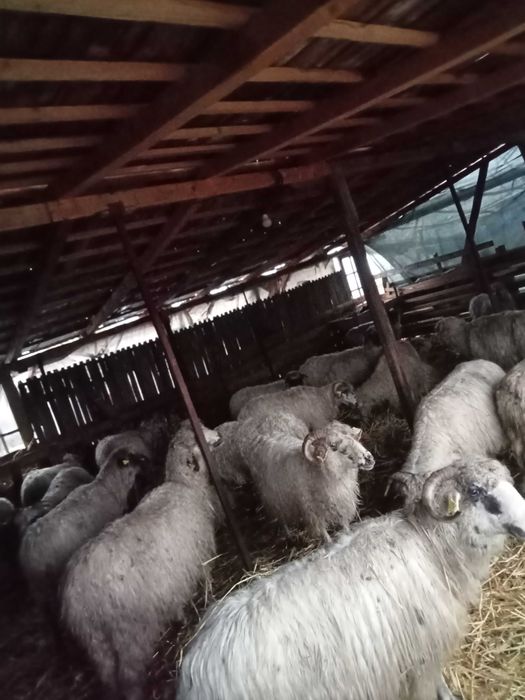 Vând oi reforma gestante