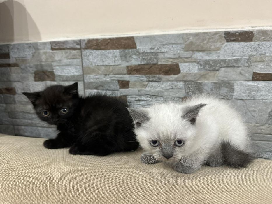 Малки британски котенца