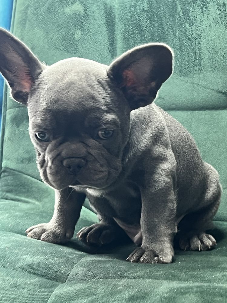 Bulldog francez lilac and tan