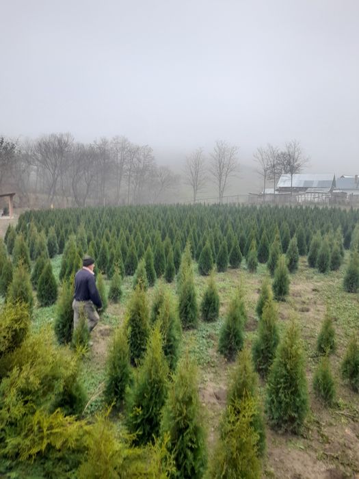 Tuia columnaris,smaragd