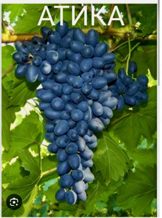 Безсеменни сортове лози на присадка SO4