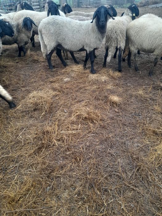 Oi de vânzare. Pret negociabil