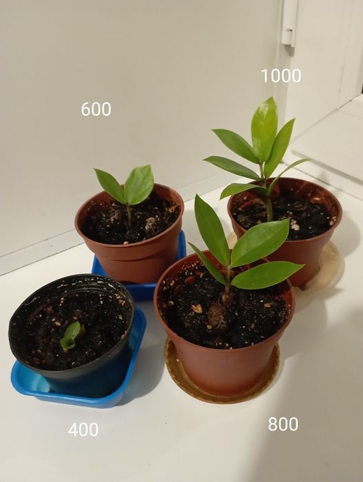 Комнатные растения