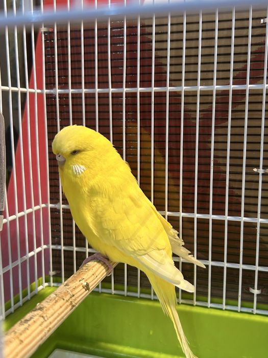 Perusi standard pui / tineret / adulti