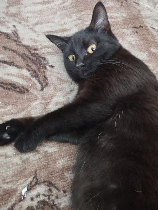 Кошечка стерильная