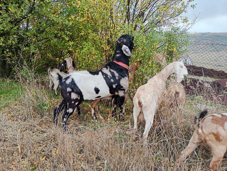 Vând țap anglonubian!