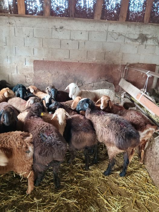 Продаются бараны