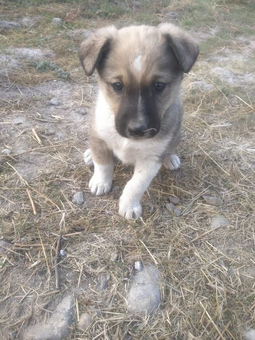 Отдам щенков в хорошие руки