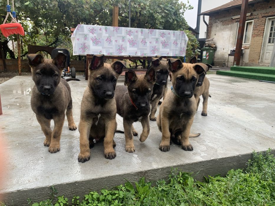 Catei ciobanesc belgian malinois