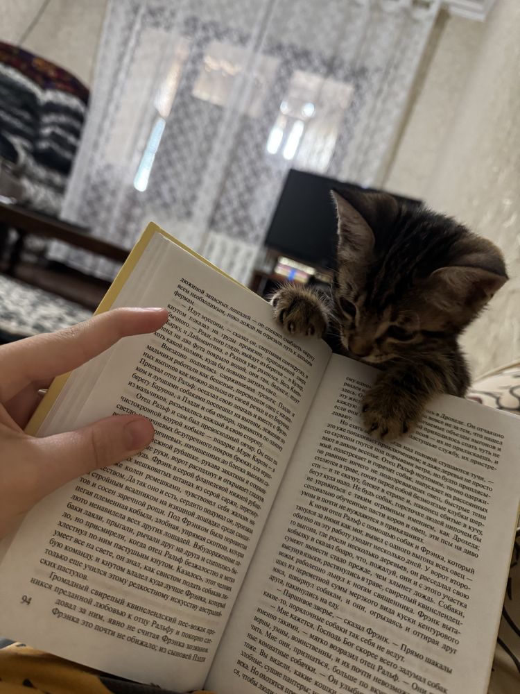 котёнок.