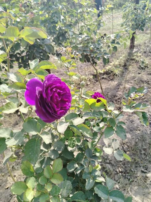 Atirgul kuchat shtampovi roza (#namatak#)