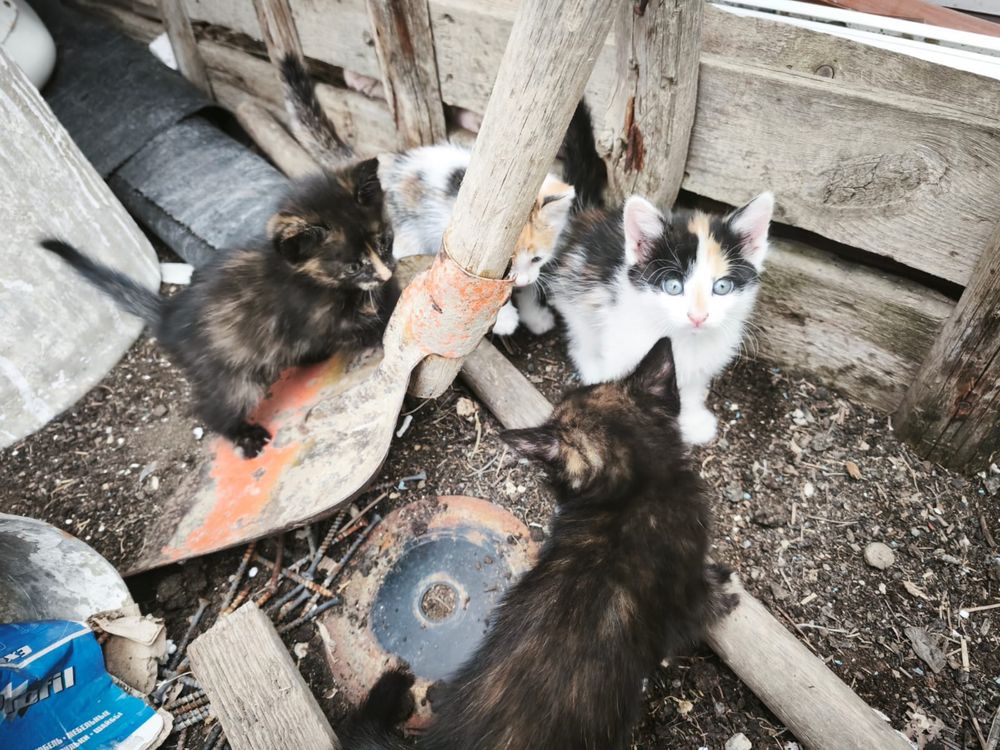 Котенки 3 девочки 1 мальчик