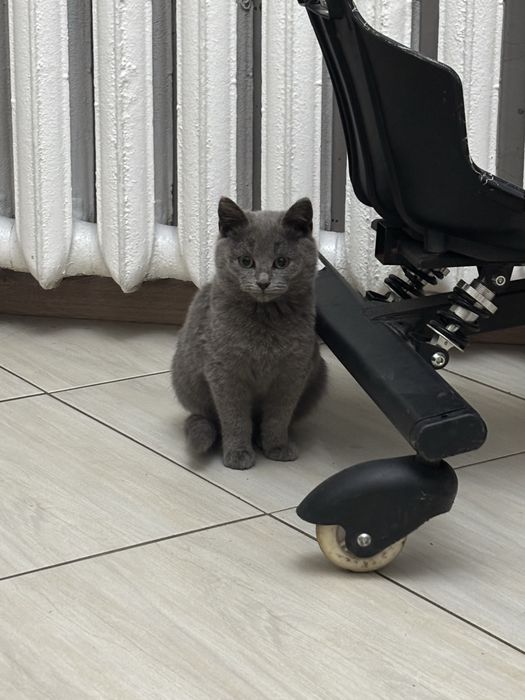 Коротколапые британской крови котики