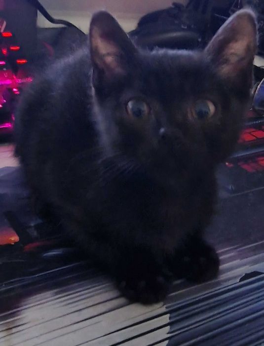 Черно женско коте на около 2 месеца си търси дом