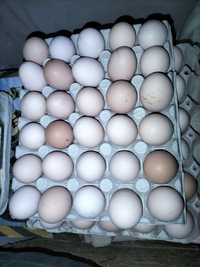vând ouă găini brahman, ouătoare,cărnoase și frumoase