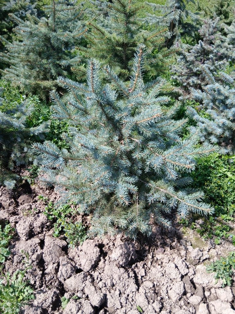Archa (Голубой ел)