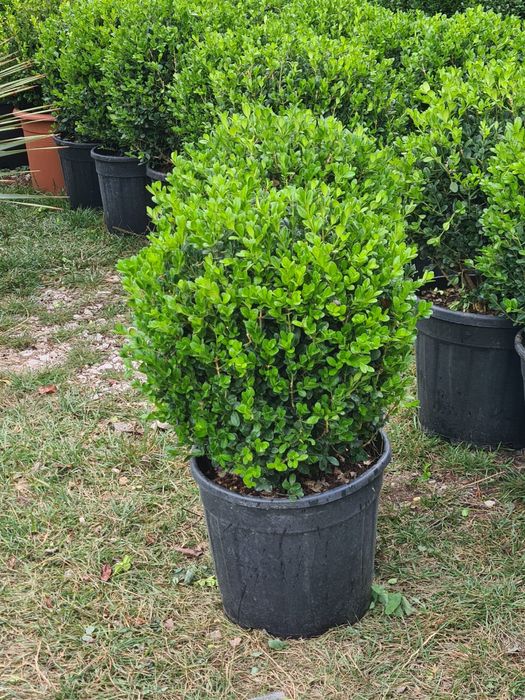 Tuia Leyilandii la ghiveci Plante si Copacii ornamentalii