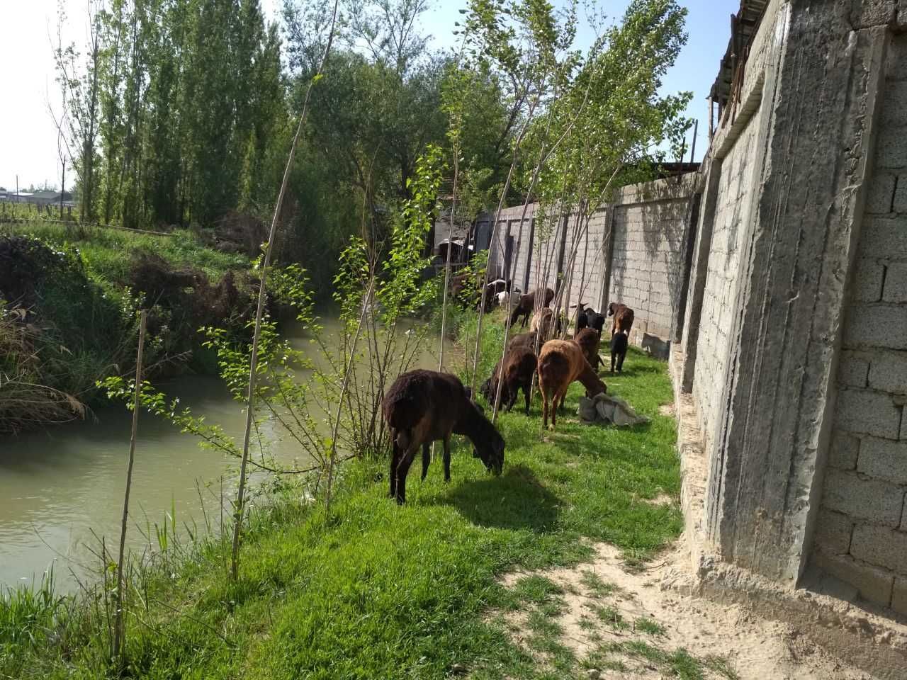 Фозиловда дала ховли фермаси билан сотилади.