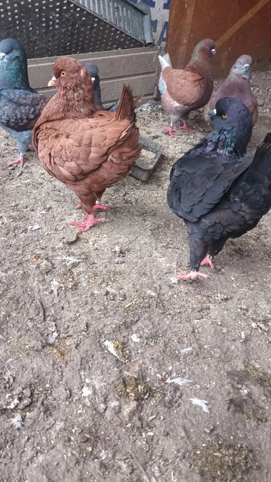 Kingi linie noua si pauni