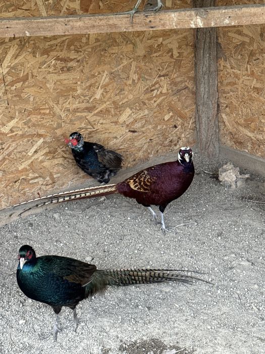 Fazani comuni si tenebros