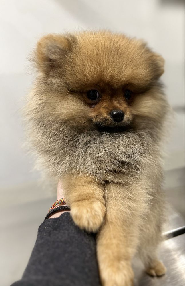 Pomeranian talie mica (toy)