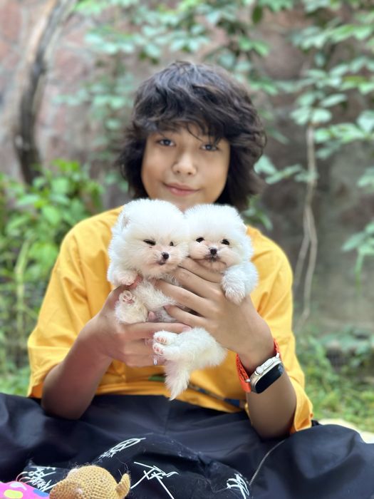 Миниатюрный померанский шпиц