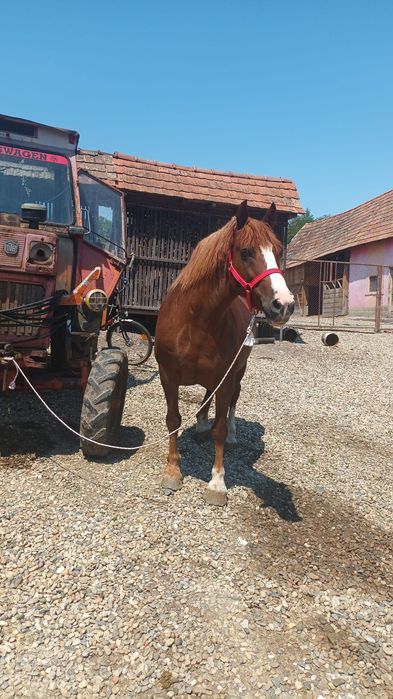 Vând iapă 6 ani pt mai multe detalii la nr de telefon