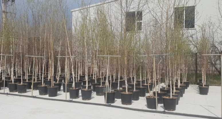 Arțar, Platan, Mesteacăn | Toate Mărimile