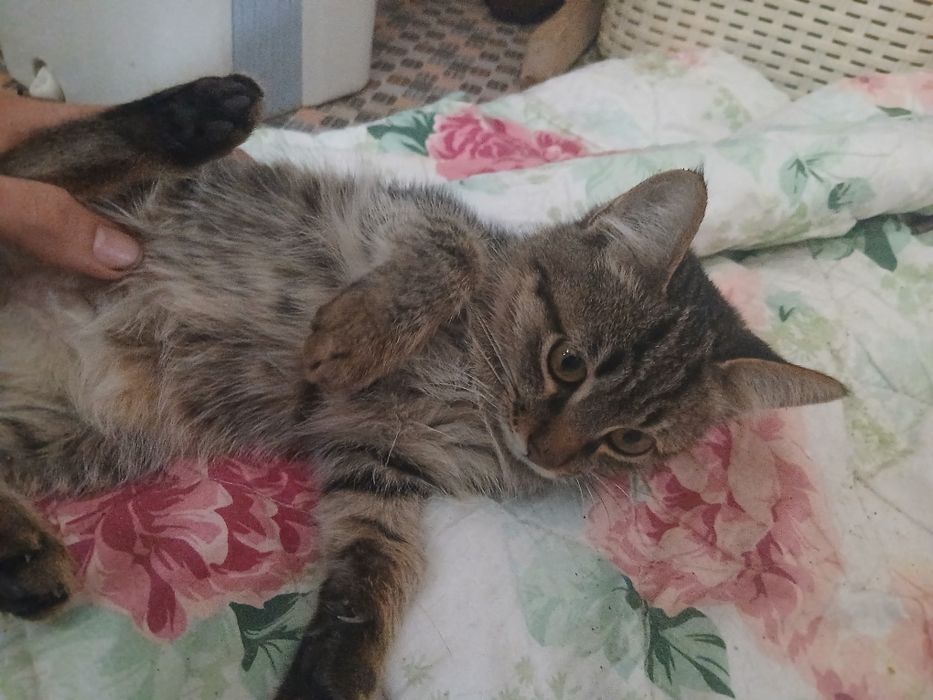 Yaxshi qo'llarga bervoramiz