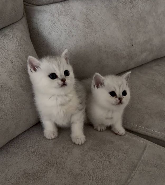 Мальчик Британец чистокровная шиншила серебристая шиншила в наличии