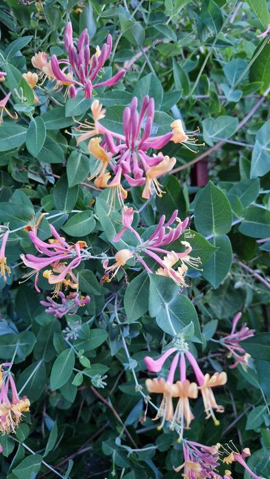 Lonicera x heckrottii 'Gold Flame' - Mana Maicii Domnului, Caprifoi