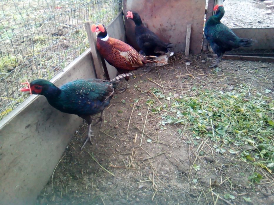 Vand fazani masculi Tenebros si Autohtoni tineri