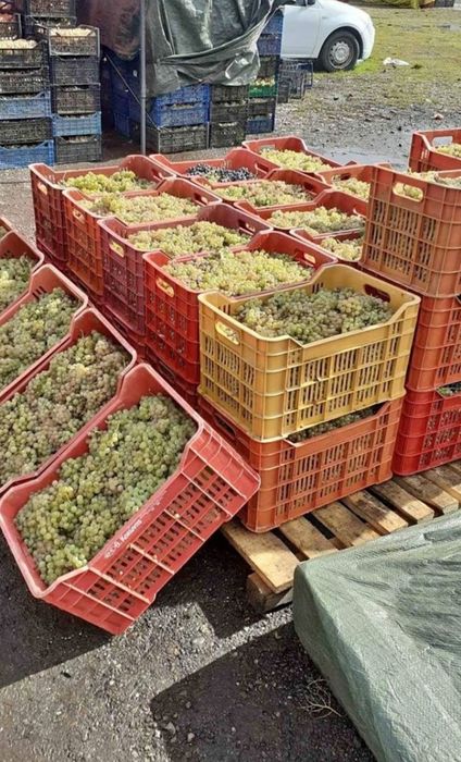 Vand strugurii de vin