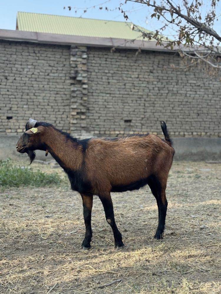 Alpin zanin echkiar avstrya liniya kamida 3 litr sut beradi