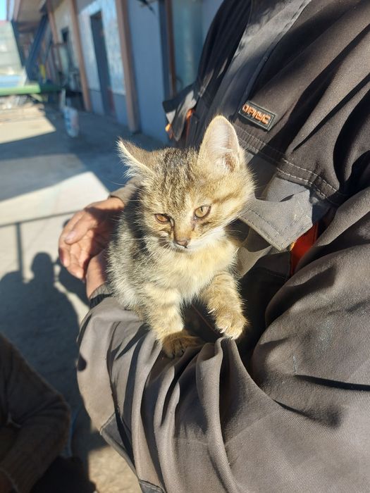 Мушук бепул яхши колга