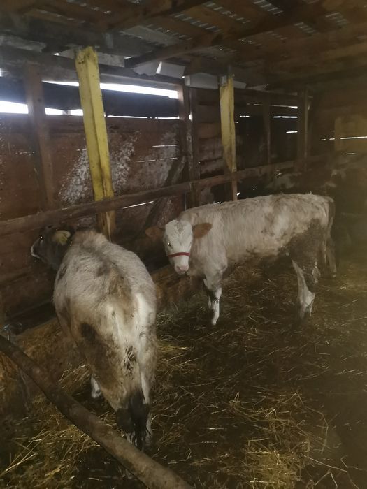 Vand Un tauras si o vitea de rasa