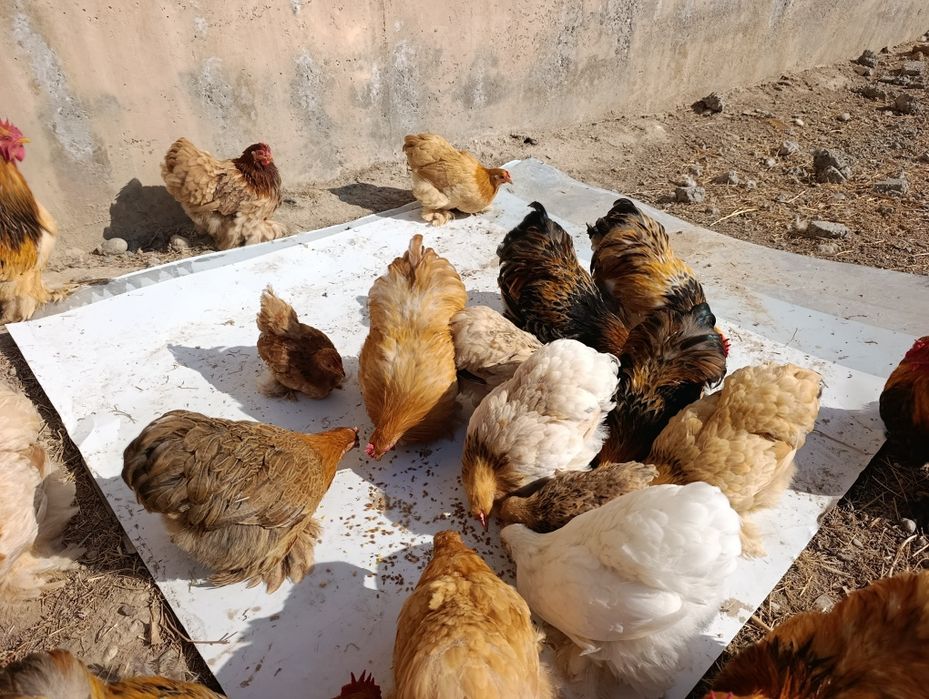 Xo'roz lar sotiladi. Kox karlik