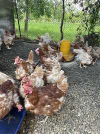 Găini ouătoare transport gratuit