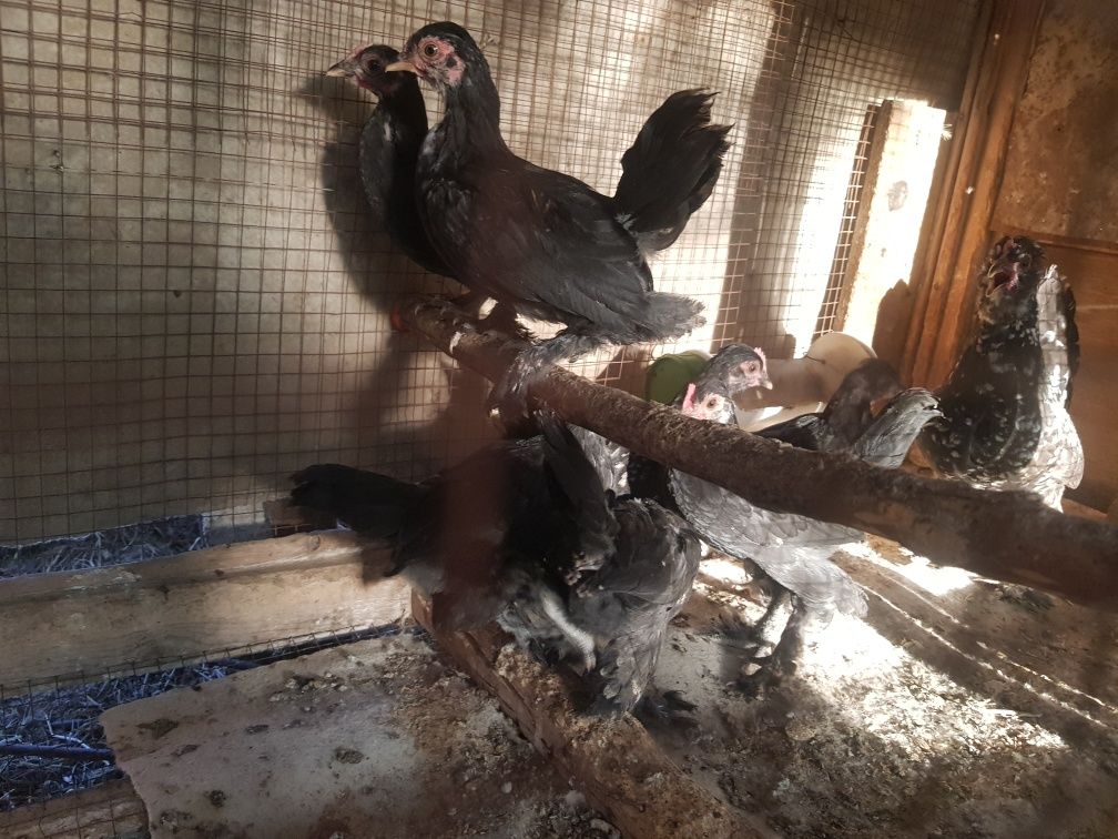 Японский товук жожалари Бн сотилади