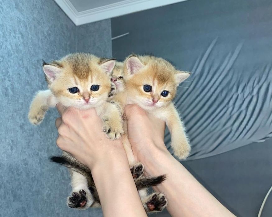 Породистые  котята