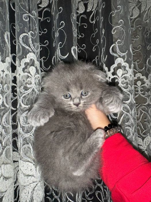 Продаются котята страйт