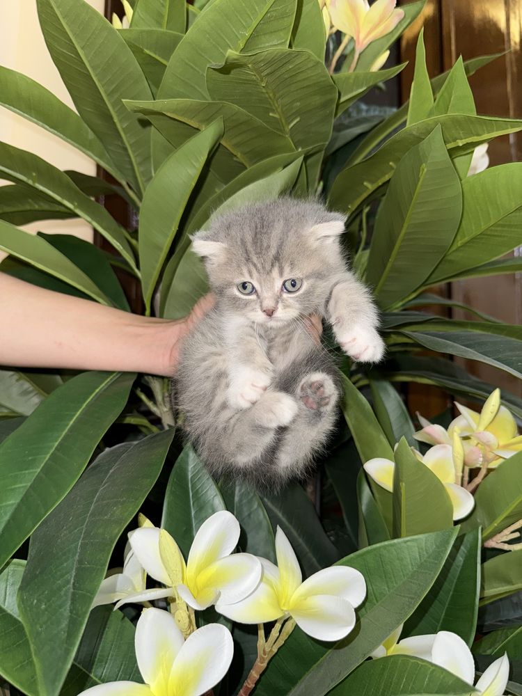 Скотиш фолд девочки