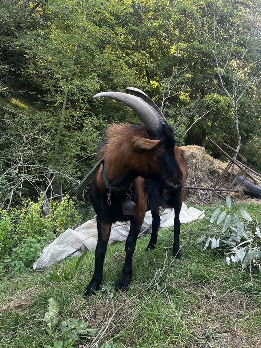 Țap Alpin Francez