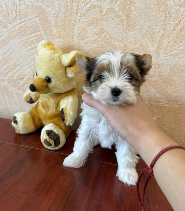 Бивер йоркширски териер