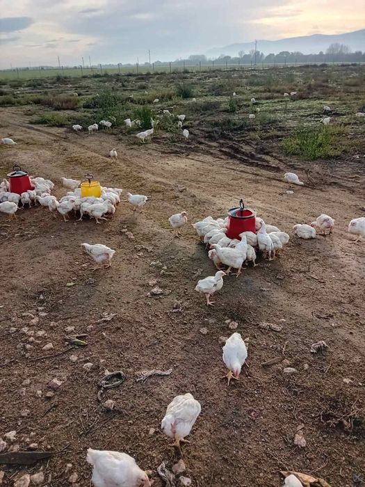 Малки пиленца порода Росс 308