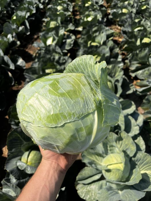 Varza kilaherb.