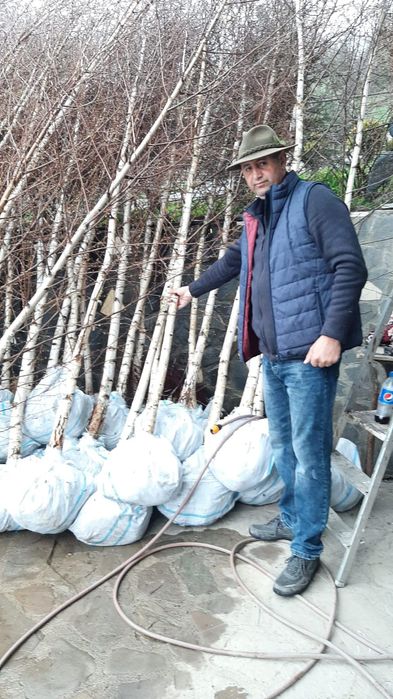 Vând mesteacăn alb ornamental diferite dimensiuni