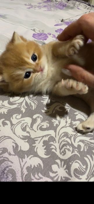 Продается чистокровный британец