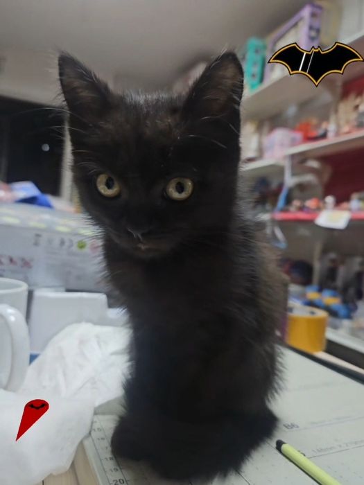 Котёнок девочка в добрые руки